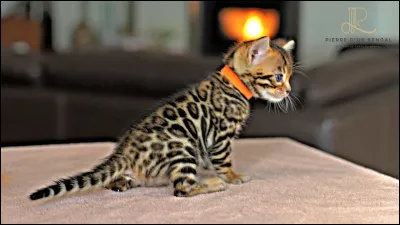 Ce chaton bengal s'est mis en hauteur sur une table pour trouver sa m&egrave;re, o&ugrave; est-elle ?