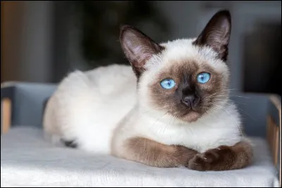 Le chaton siamois aux yeux bleus attend sa m&egrave;re mais elle ne vient pas, o&ugrave; est-elle ?