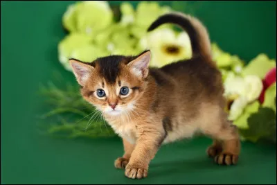 Le chaton abyssin est trop jeune pour vivre sans sa m&egrave;re, il faut la retrouver.O&ugrave; est-elle ?