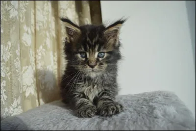 O&ugrave; est la m&egrave;re de ce grand chaton ?