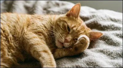 Quel animal peut dormir jusqu'&agrave; 22 heures par jour ?