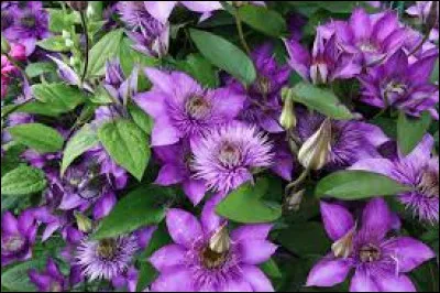 Qui a chant&eacute; "Je suis fou" ?