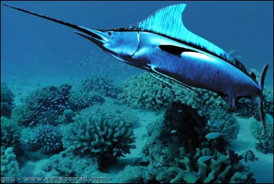 Quel est est ce ''poisson &eacute;p&eacute;e'' ?