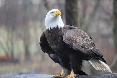 Quel oiseau est le symbole national des &Eacute;tats-Unis ?