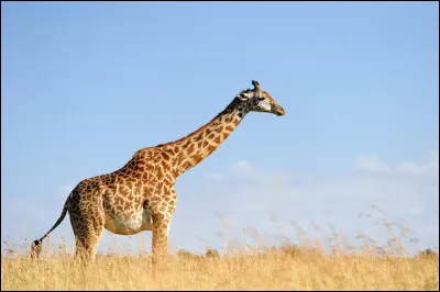 Quel animal est connu pour son long cou ?