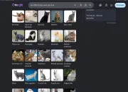 Test Quelle race de chat te correspond le mieux ?