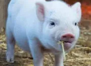 Test As-tu un caractère de cochon ?