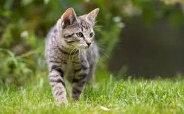 Quiz Animaux
