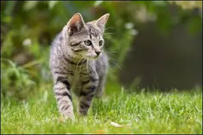 Comment dit-on "chat" ?