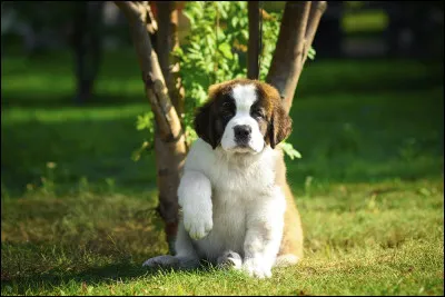 Et comment dit-on "chien" ?