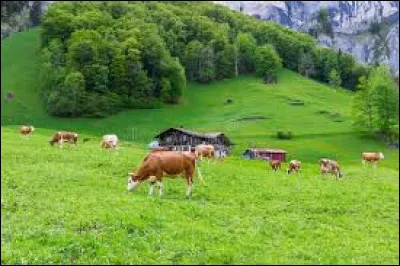 Sauras-tu aussi pour la "vache" ?