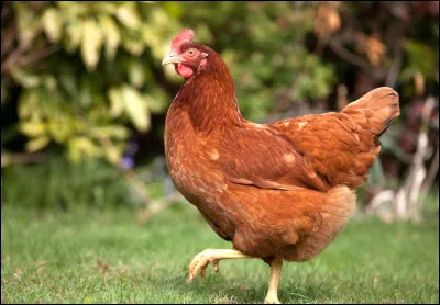 Comment dit-on "poule" en breton ?
