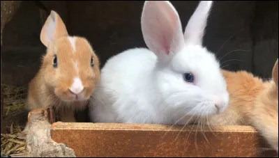 Et comment dire "des lapins" ?