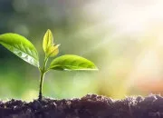 Quiz Les plantes médicinales : connais-tu leurs secrets ?