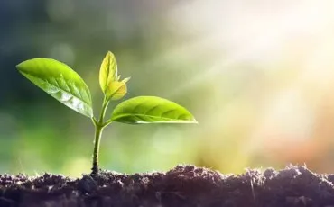 Quiz Plantes