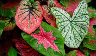 Laquelle de ces plantes est souvent utilis&eacute;e &agrave; la fois en cuisine et en infusion ?