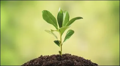 Quelle plante est souvent consomm&eacute;e en infusion pour favoriser la d&eacute;tente ?