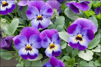 Quelle plante est connue pour son parfum apaisant et sa couleur violette ?