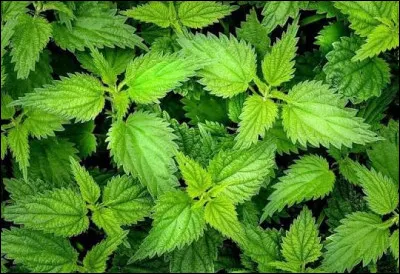 De quelle plante extrait-on le gel utilis&eacute; dans de nombreux produits pour la peau ?