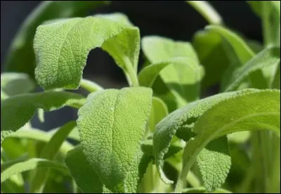 Quelle plante est souvent associ&eacute;e &agrave; la digestion apr&egrave;s les repas ?