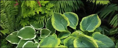 Quelle plante est traditionnellement utilis&eacute;e pour favoriser le sommeil ?