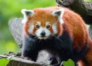 Quiz Le panda roux