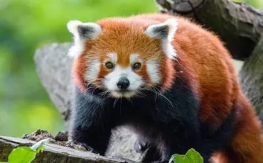 Quiz Panda