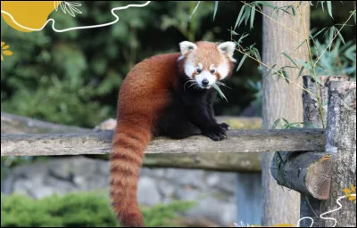 Pour commencer, quel est le nom latin du panda roux ?