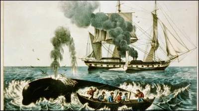 Laquelle de ces propositions n'est PAS l'une des raisons pour lesquelles les baleines furent chass&eacute;es ?