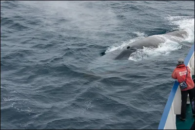 Bien ! Apr&egrave;s ces tr&egrave;s joyeuses informations, revenons sur des questions plus g&eacute;n&eacute;rales : quelle vitesse de pointe une baleine bleue peut-elle atteindre ?