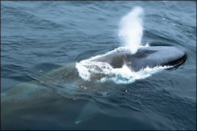 &Agrave; quelle hauteur s'&eacute;l&egrave;ve le grand jet de vapeur d'une baleine bleue ?