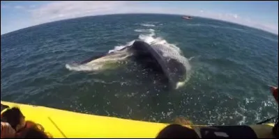 Les baleines tuent les humains.