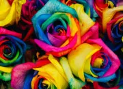 Quiz Quiz de rapidité - Les couleurs