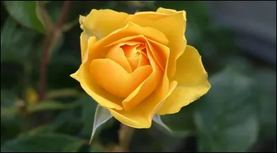 Et quelle est la couleur de cette fleur ?