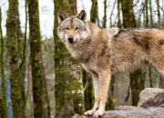 Test Je te crée une identité de loup - Partie 1 : ton nom