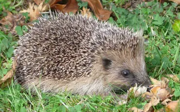 Quiz Animaux