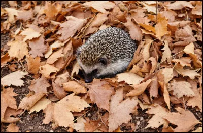 Le h&eacute;risson est-il un animal diurne ou nocturne ?