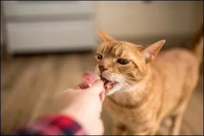 Que signifie l'expression &laquo; Donner sa langue au chat &raquo; ?