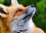 Quiz Quiz de rapidité - Les animaux