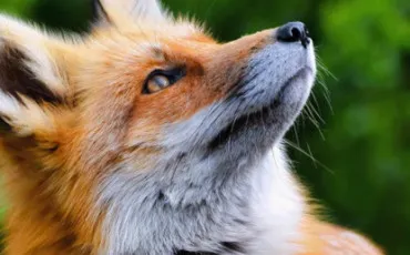 Quiz Animaux