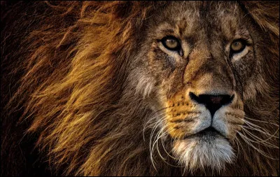 Le roi de la savane, cet animal imposant, c'est un...