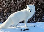 Quiz Le renard polaire