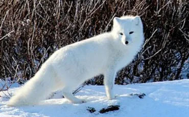 Quiz Renards