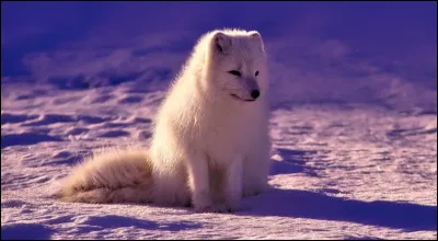 Quelle est la long&eacute;vit&eacute; du renard polaire ?