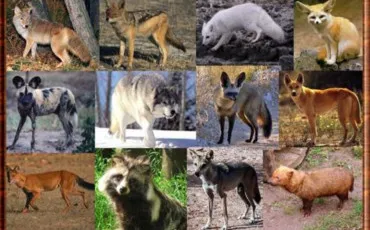 Quiz Animaux