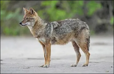 Quel est ce bel animal qui ressemble au coyote ?