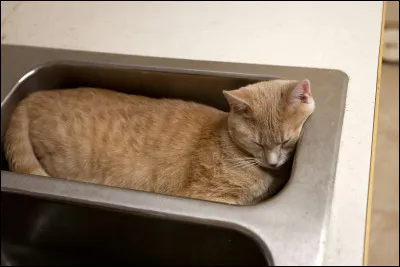Quelle question sur les chats le Fran&ccedil;ais Marc-Antoine Fardin a-t-il &eacute;tudi&eacute;, ce qui lui a valu le prix Ig Nobel de physique en 2017 ?