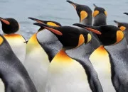 Quiz Les animaux de l'Antarctique