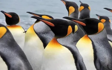 Quiz Animaux