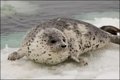Le phoque de Weddell. Jusqu'&agrave; combien de minutes peut-il rester immerg&eacute; ?